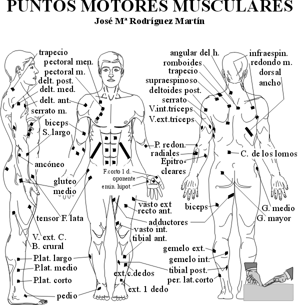 Puntos motores musculares