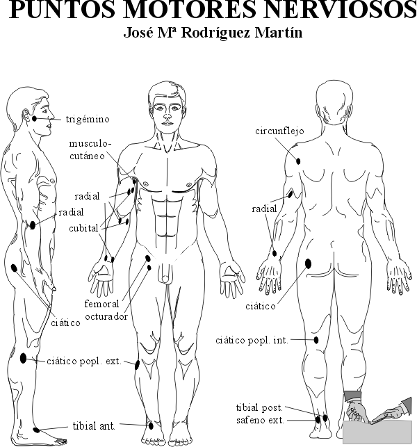 puntos motores nerviosos