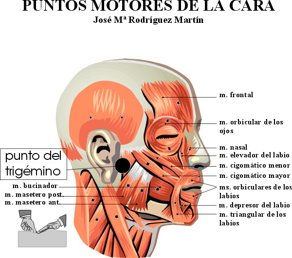 Puntos motores de la cara